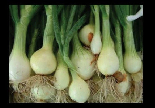 Bunching Onion Seeds - Rare Japanese White - Allium fistulosum - Bulk Pack of 25 to 1000 Seeds