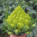 Romanesco Broccoli Seeds - Organic Heirloom Non-GMO, 50+ Fractal Floret Seeds for Vegetable Garden, Brassica oleracea var. botrytis