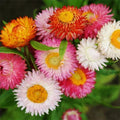 Swiss Giant Mix Strawflower Seeds | Non-GMO | Dried Flower Variety | Helichrysum bracteatum | Annual for Gardens & Bouquets