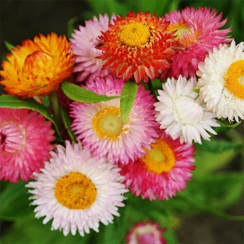 Swiss Giant Mix Strawflower Seeds | Non-GMO | Dried Flower Variety | Helichrysum bracteatum | Annual for Gardens & Bouquets