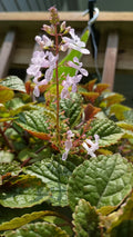 Purple Swedish Ivy Plant with Roots, Plectranthus australis, Trailing Indoor/Outdoor Plant, Ready to Plant