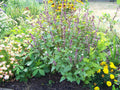 Cinnamon Scented Basil Seeds - 225 Pack - Aromatic Herb for Culinary Use - Ocimum basilicum 'Cinnamon'
