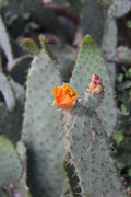 Cow's Tongue Cactus Pad Cutting - Opuntia liguiformis Hardy Succulent for Indoor & Outdoor