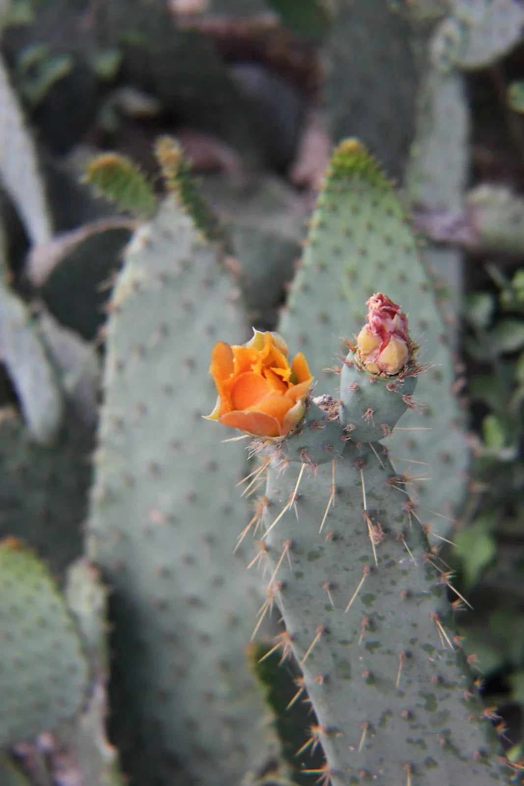 Cow's Tongue Cactus Pad Cutting - Opuntia liguiformis Hardy Succulent for Indoor & Outdoor