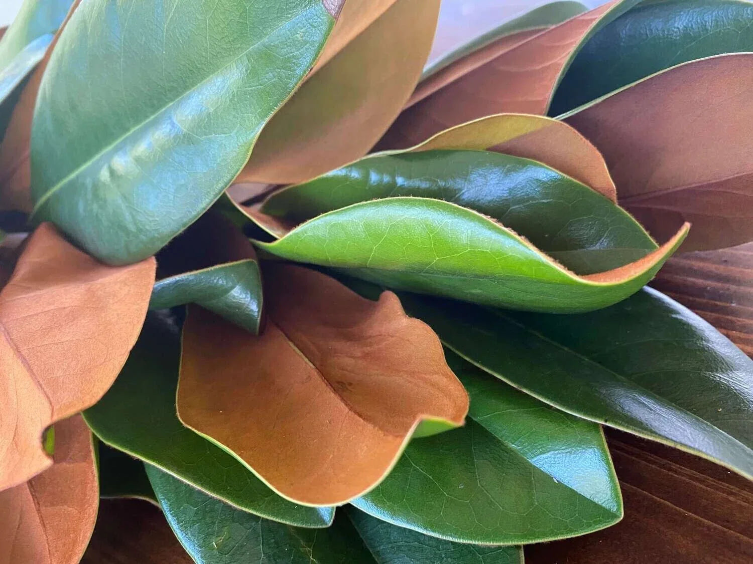 Fresh Magnolia Leaves - Green Foliage for Crafting and Decor - Magnolia grandiflora