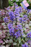 Ajuga Reptans Burgundy Glow Groundcover Plant 4" Pot - Variegated Foliage with Purple-Blue Flowers, Shade Tolerant, Low Maintenance