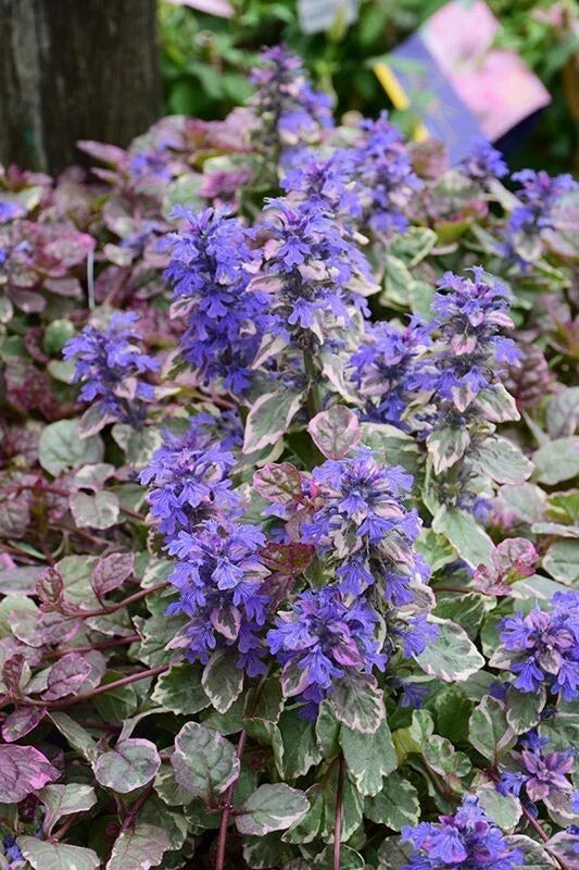 Ajuga Reptans Burgundy Glow Groundcover Plant 4" Pot - Variegated Foliage with Purple-Blue Flowers, Shade Tolerant, Low Maintenance