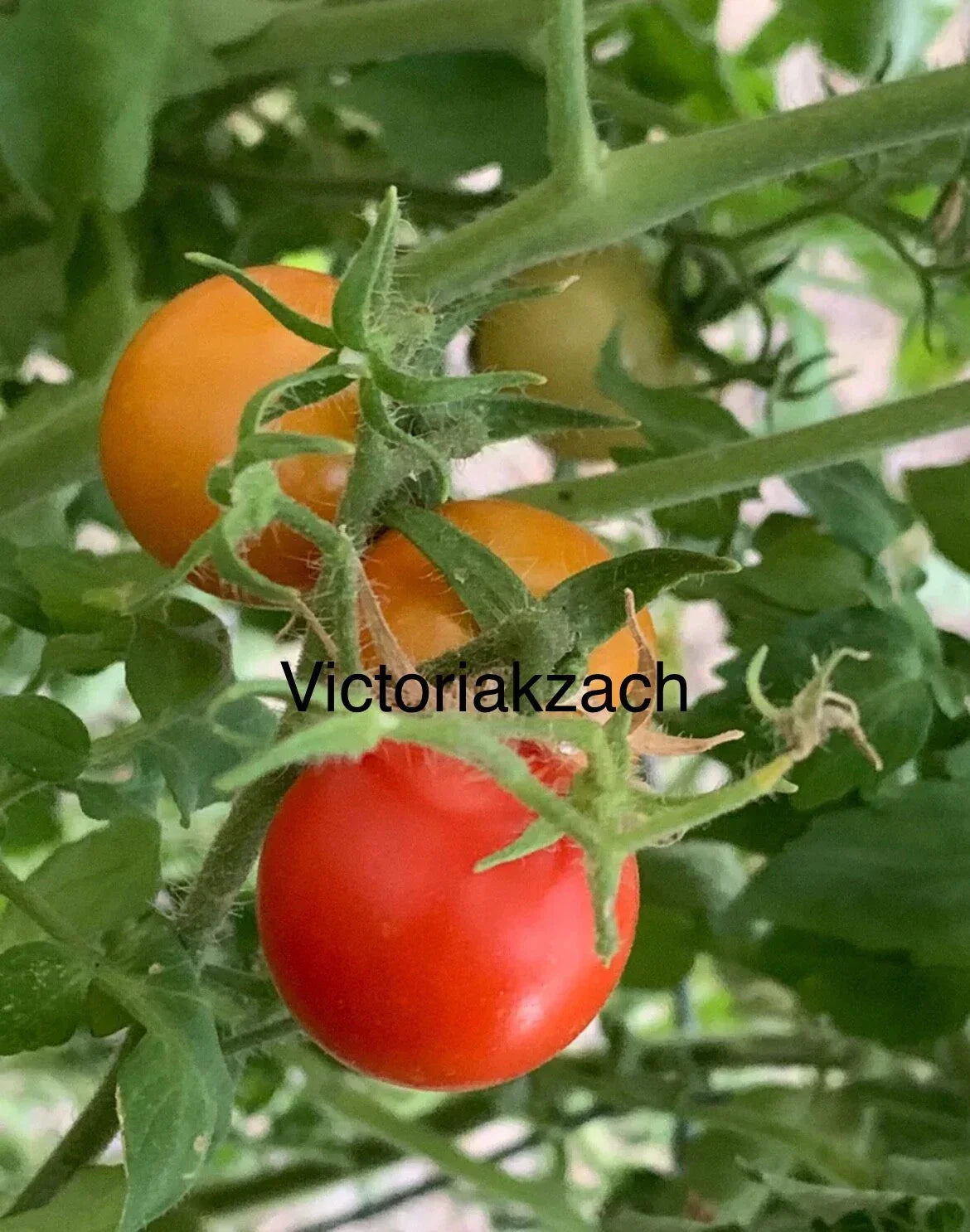 Organic Cherry Tomato Seeds – Large Sweet Heirloom, Non-GMO, Solanum lycopersicum, Edible Garden, Container & In-Ground Planting