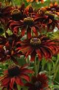 Moreno Rudbeckia Seeds - 200+ Bulk Garden Seeds for Planting - Black-Eyed Susan - Rudbeckia hirta - Annual Flowers