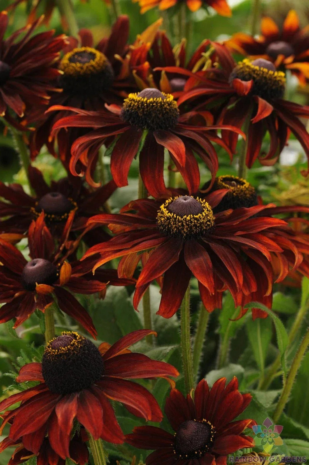 Moreno Rudbeckia Seeds - 200+ Bulk Garden Seeds for Planting - Black-Eyed Susan - Rudbeckia hirta - Annual Flowers