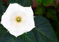 White Trumpet Bush Seeds - 20 Pack, Fragrant White Flowers, Brugmansia suaveolens, Shrub or Small Tree, Garden Seeds