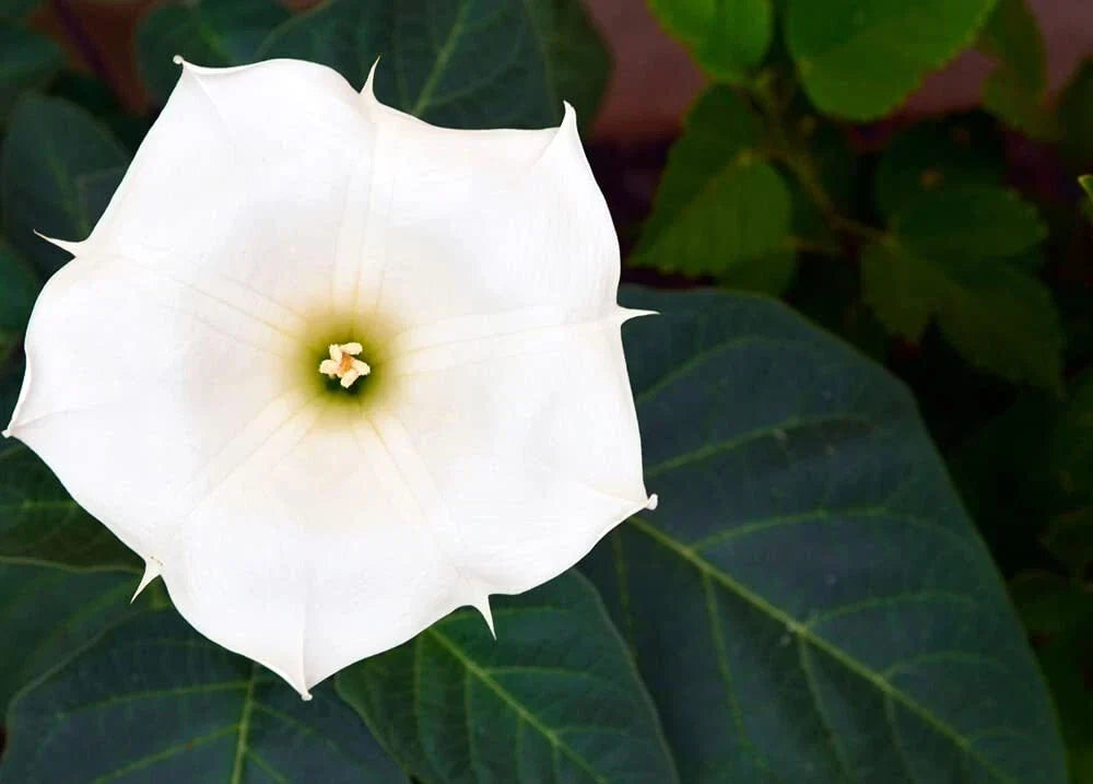 White Trumpet Bush Seeds - 20 Pack, Fragrant White Flowers, Brugmansia suaveolens, Shrub or Small Tree, Garden Seeds