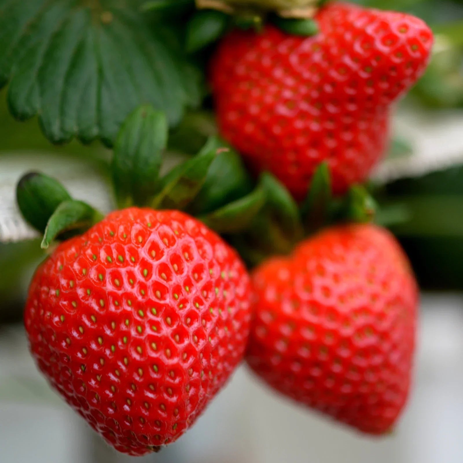 Allstar Strawberry Roots Bare Root Plants | June-Bearing Fragaria × ananassa for Home Garden & Containers