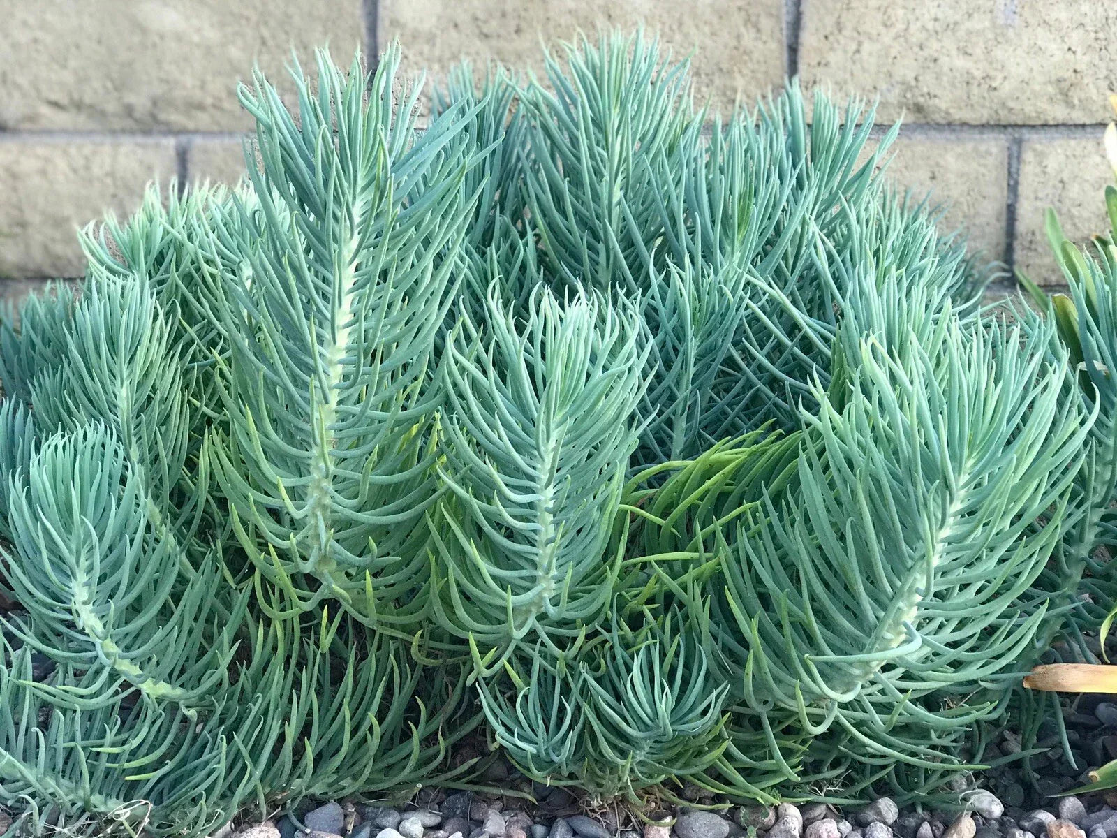 Senecio Mandraliscae Blue Chalk Sticks Succulent Cuttings - 5 Inch Live Plants, Drought-Tolerant Indoor Outdoor Decor
