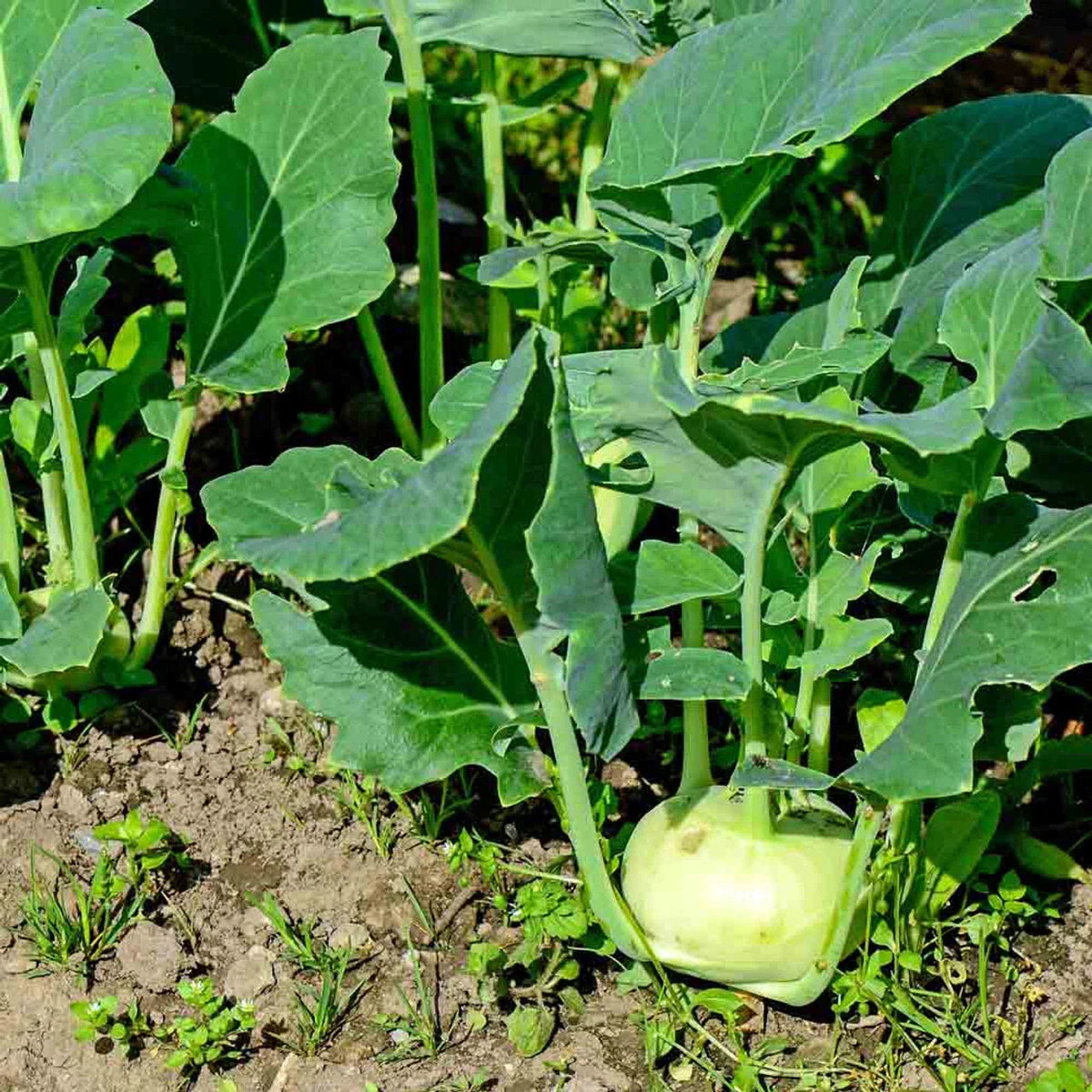 Kohlrabi Seeds 200+ Early White Vienna Brassica oleracea Vegetable Garden Crop