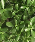 Live Jade Plant Cuttings 4-6 Inches Succulent Crassula ovata Drought-Resistant Indoor Outdoor