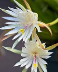 Epiphyllum Hookeri Orchid Cactus Live Plant – Rooted 4-5 Stems in 2.5" Pot, Tropical Houseplant, Easy Care, Indoor or Outdoor
