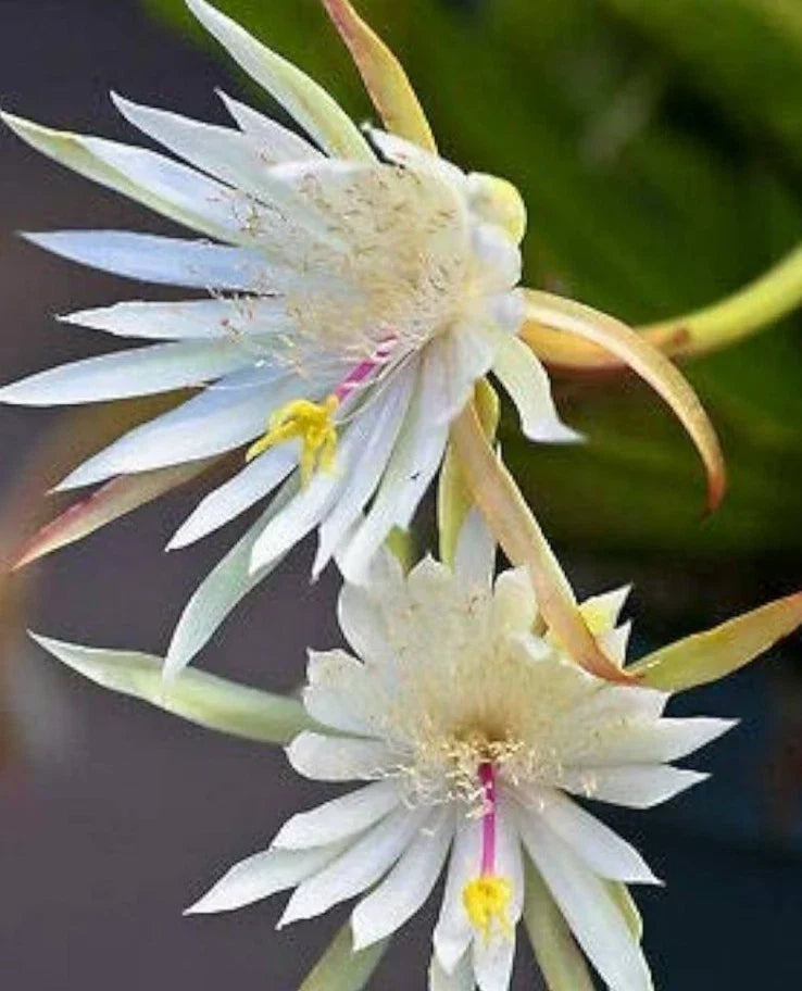 Epiphyllum Hookeri Orchid Cactus Live Plant – Rooted 4-5 Stems in 2.5" Pot, Tropical Houseplant, Easy Care, Indoor or Outdoor