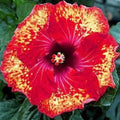 Hibiscus Seeds - 20 Pack Perennial Yellow Red Flowers Hibiscus rosa-sinensis Garden Plant Seeds