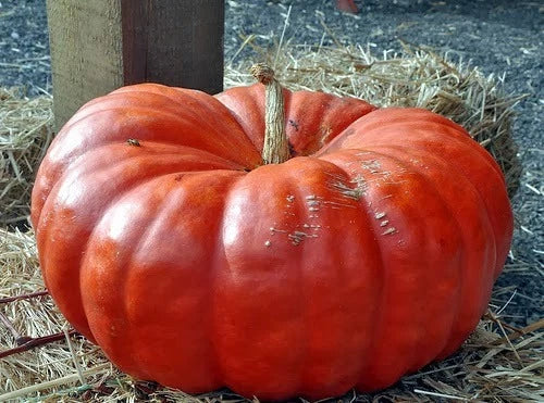 Cinderella Pumpkin Seeds - Heirloom Cucurbita pepo, Flat Ribbed Orange Pumpkins for Planting, Fall Decor & Baking, Pack of 20 Seeds