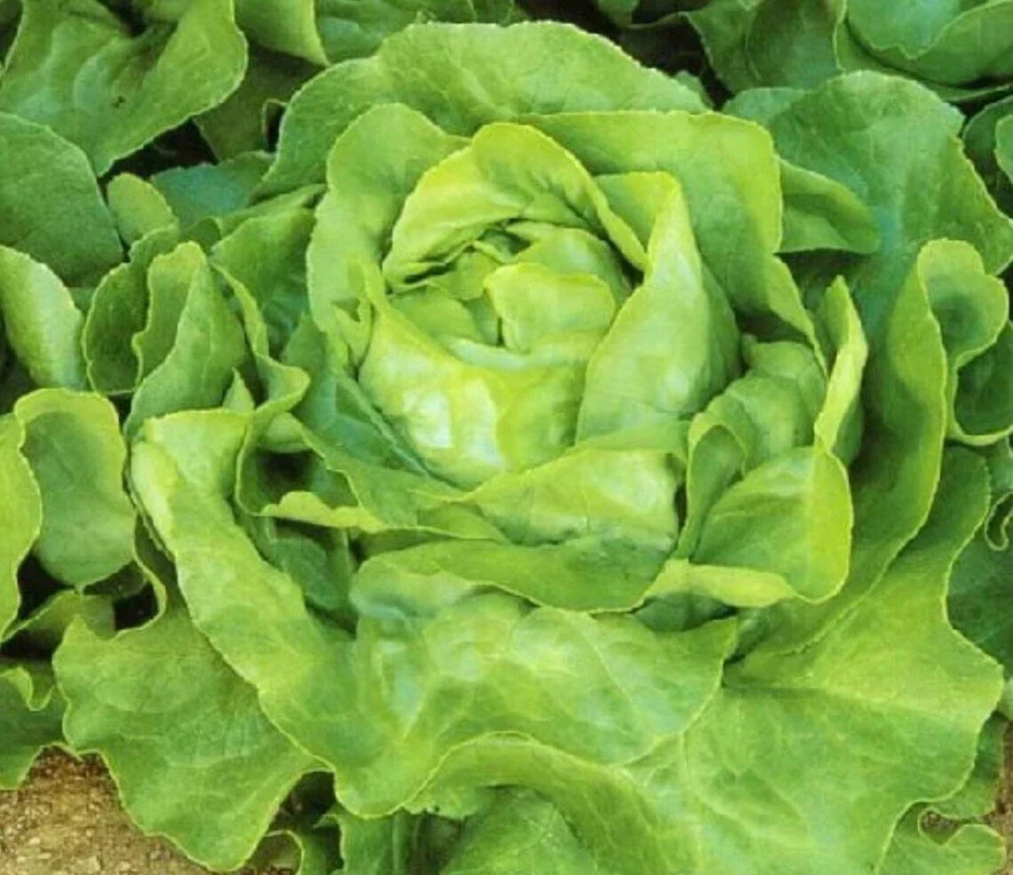 White Boston Lettuce Seeds – Non-GMO Butterhead Lactuca sativa, 600+ Seeds for Home Gardening & Container Planting