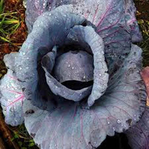Red Acre Cabbage Seeds, Heirloom, Non-GMO, 50+ Seeds, Colorful Brassica oleracea Vegetable Garden Seed