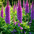 Foxglove Seeds - 300+ Mixed Digitalis purpurea Biennial Seeds for Fall Planting, Hummingbird Attracting Flowers