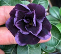 Dark Purple Desert Rose Seeds - Adenium Obesum - Exotic Flower Seeds for Indoor & Outdoor Gardening - 4 Pack