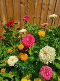 Giant Double Zinnia Seeds - Organic Flower Garden Collection - Zinnia elegans - 200 Seeds