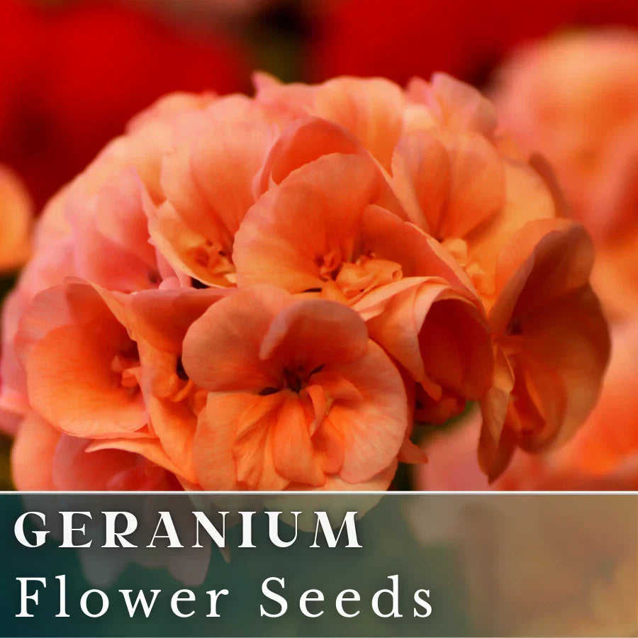 Geranium Seeds - Mandarin Whirl, Fragrant Orange Yellow Bicolor Flowers, Pelargonium x hortorum, Non-GMO, 100+ Seeds