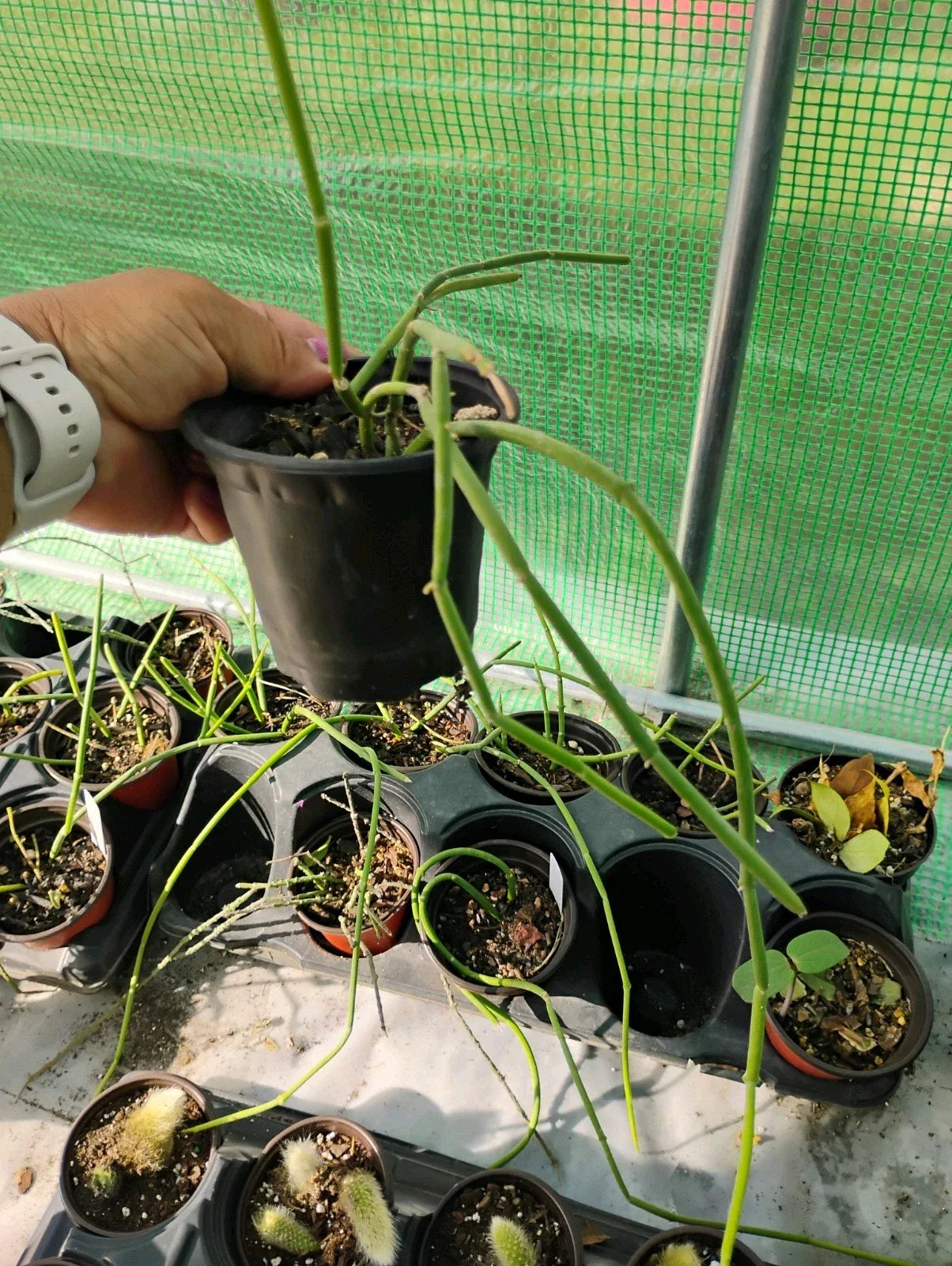 Sarcostemma Viminale Plant in 4-Inch Pot | Tropical Vining Indoor/Outdoor Decor | Drought-Tolerant Trailing Plant