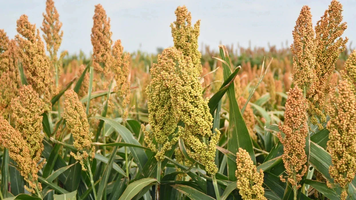 Organic Sweet Sorghum Seeds - 400+ Rox Orange for Syrup Production, Sorghum bicolor, Drought-Resistant, Non-GMO, Full Sun