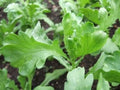 Chrysanthemum Seeds - Lager Tiger Ear Leaf Tong Ho Herb & Veg Seeds - Chinese Garland Chrysanthemum (Chrysanthemum coronarium)