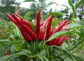 Hot Millet Pepper Seeds 50+ Non-GMO Organic Capsicum annuum for Culinary Use, Container Gardening