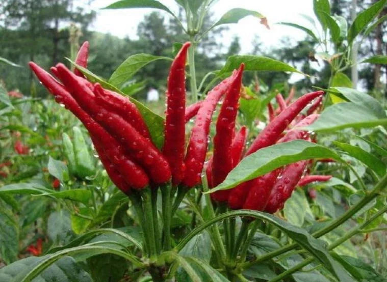 Hot Millet Pepper Seeds 50+ Non-GMO Organic Capsicum annuum for Culinary Use, Container Gardening