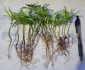 20 Pack Podocarpus Macrophyllus Japanese Yew Live Plants for Privacy Hedge, Evergreen Landscaping Seedlings