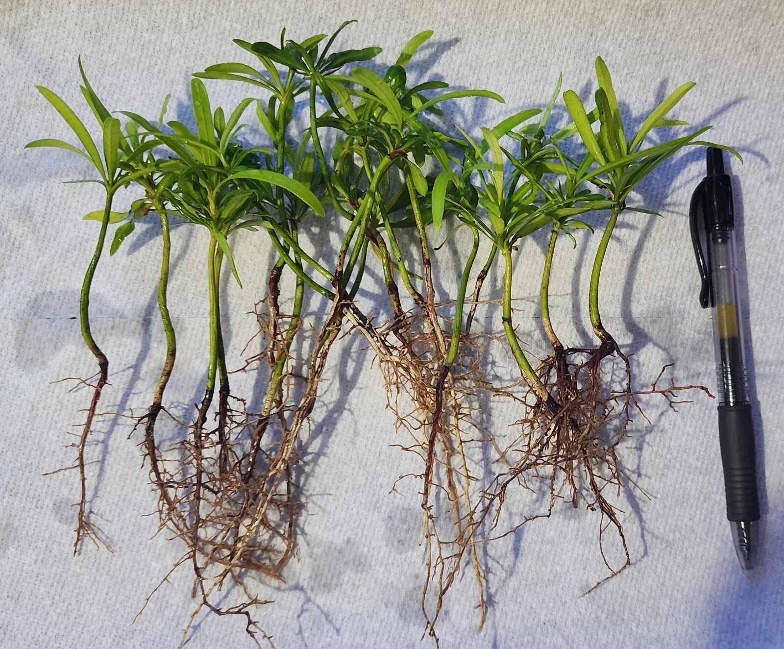20 Pack Podocarpus Macrophyllus Japanese Yew Live Plants for Privacy Hedge, Evergreen Landscaping Seedlings