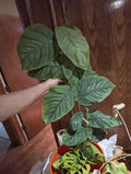 Monstera Dubia Starter Cuts – 6 Rooted Nodes for Propagation, Tropical Climbing Plant, Heart-Shaped Leaves, Indoor Garden