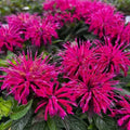 Bee Balm Plant 4" Pot Raspberry-Red Monarda 'Bee-True' Pollinator-Friendly, Mildew Resistant Perennial
