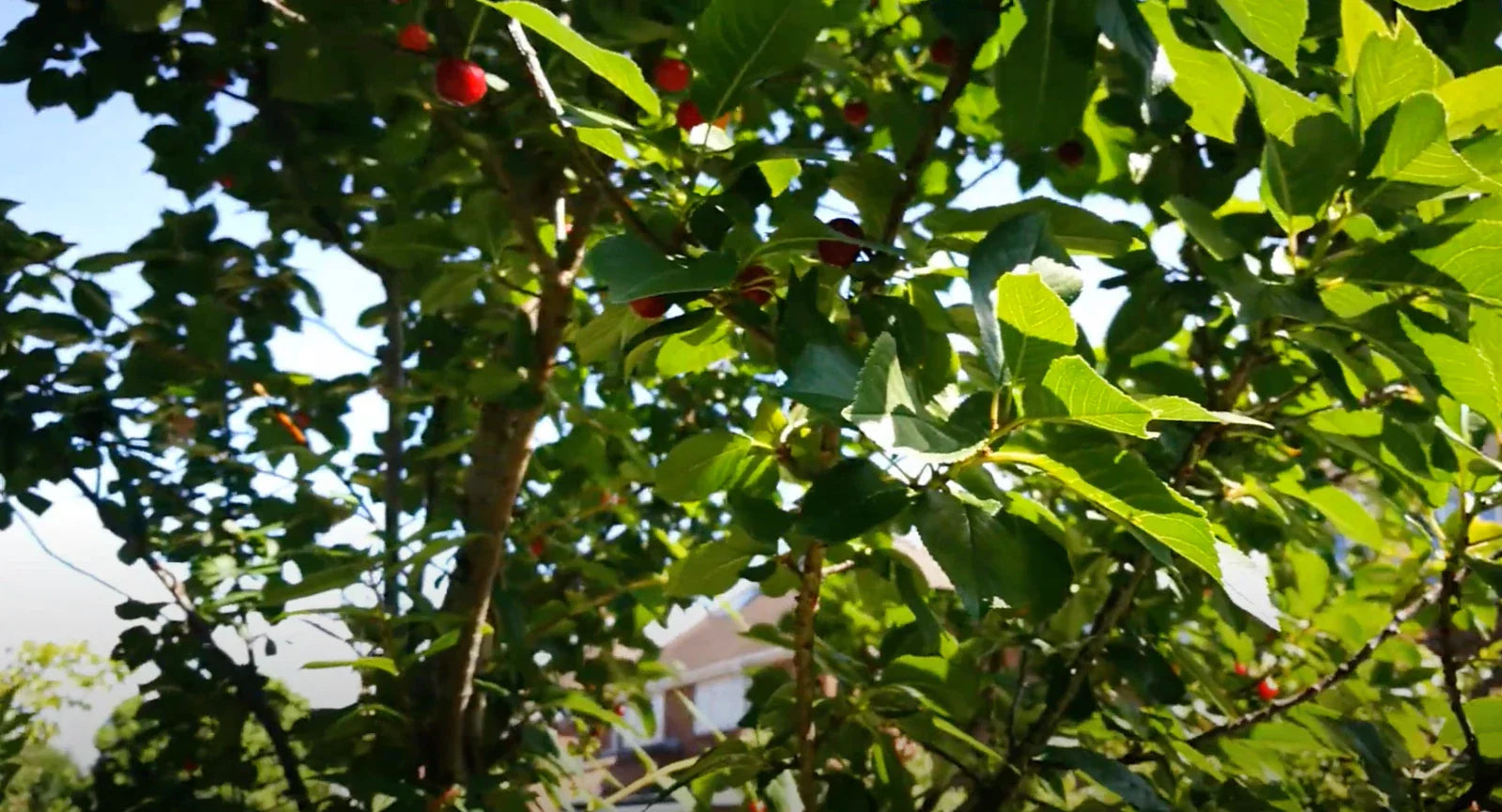 Stella Cherry Tree Cuttings - 8 Unrooted Prunus avium Cuttings for Home Gardening