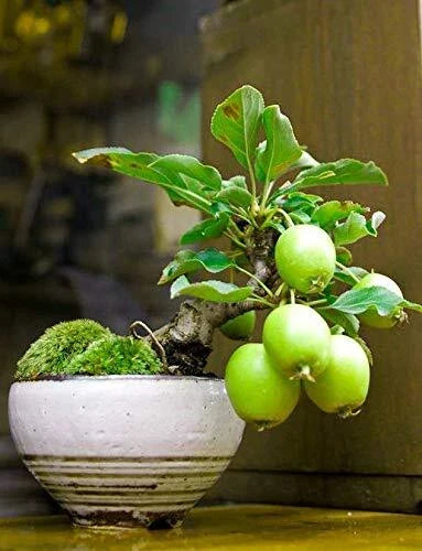 Guava Fruit Bonsai Tree Seeds - 50 Pack, Tropical Psidium guajava, Exotic Fruit Plant for Indoor & Outdoor Gardening