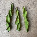 Hurricane Cactus Cuttings - 6 Inch Lepismium cruciforme f. spiralis - Indoor Succulent Plant for Gardens