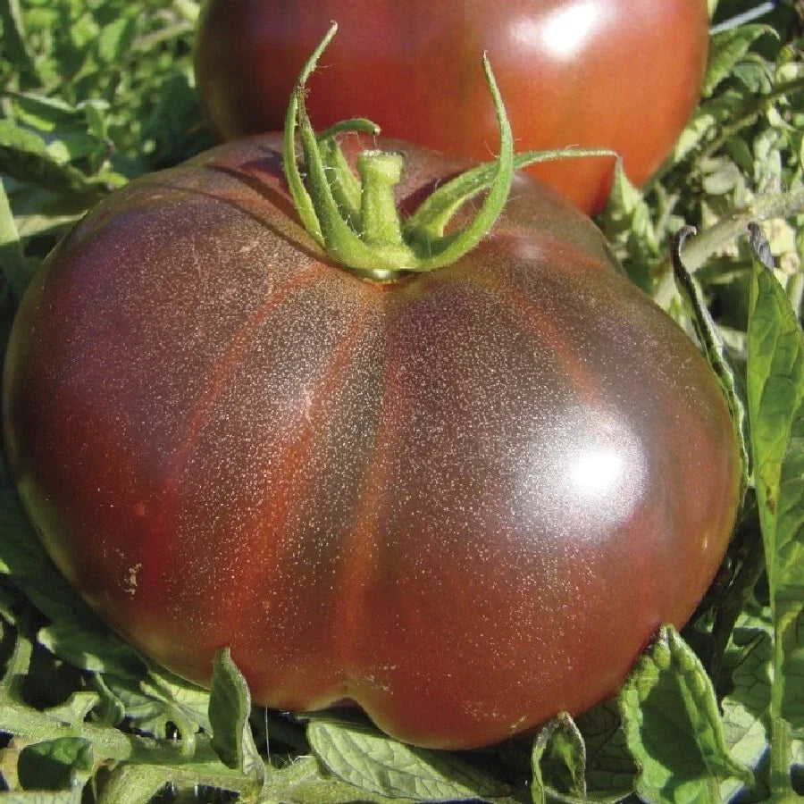 Black Krim Tomato Seeds 50 Ct Heirloom Non-GMO Vegetable Garden Seeds Solanum lycopersicum
