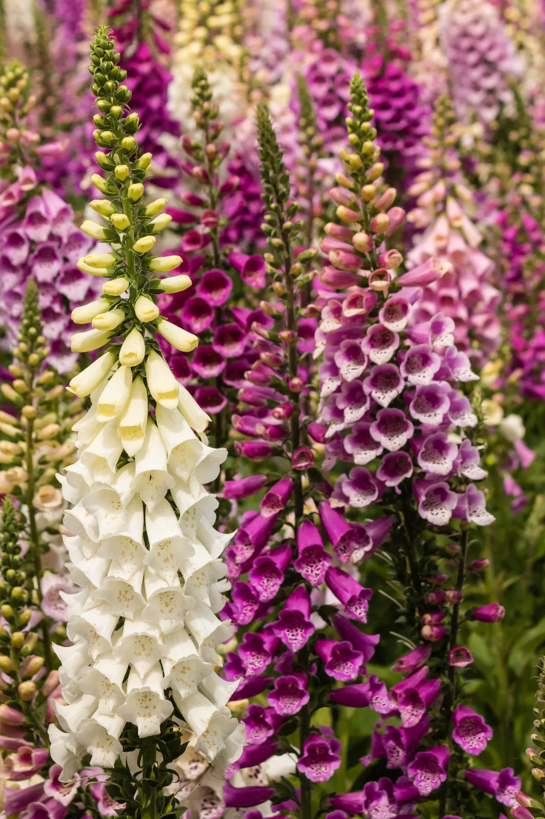 Bulk Foxglove Seeds 10,000 Digitalis purpurea Purple White Flower Seeds for Garden Borders and Pollinator Attracting