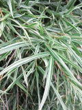 Dwarf Malay Variegated Bamboo Seeds | Clumping Privacy Screen | Bambusa vulgaris 'Vittata' | Garden, Landscape, Shade Screen