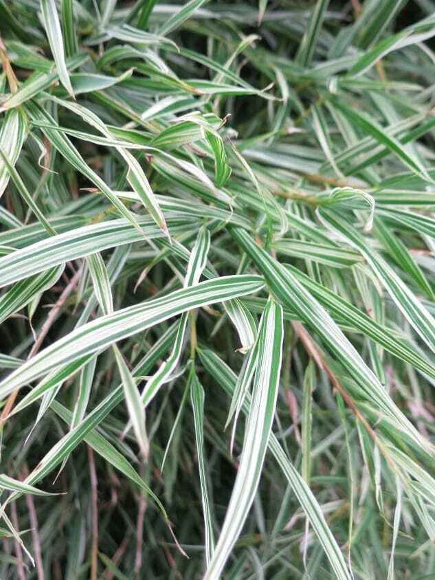 Dwarf Malay Variegated Bamboo Seeds | Clumping Privacy Screen | Bambusa vulgaris 'Vittata' | Garden, Landscape, Shade Screen