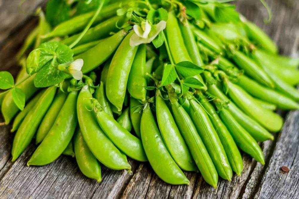 Sugar Daddy Snow Pea Seeds - 50 Count, Sweet Edible Pods, Pisum sativum var. macrocarpon, Cool-Season Vegetable for Garden Planting