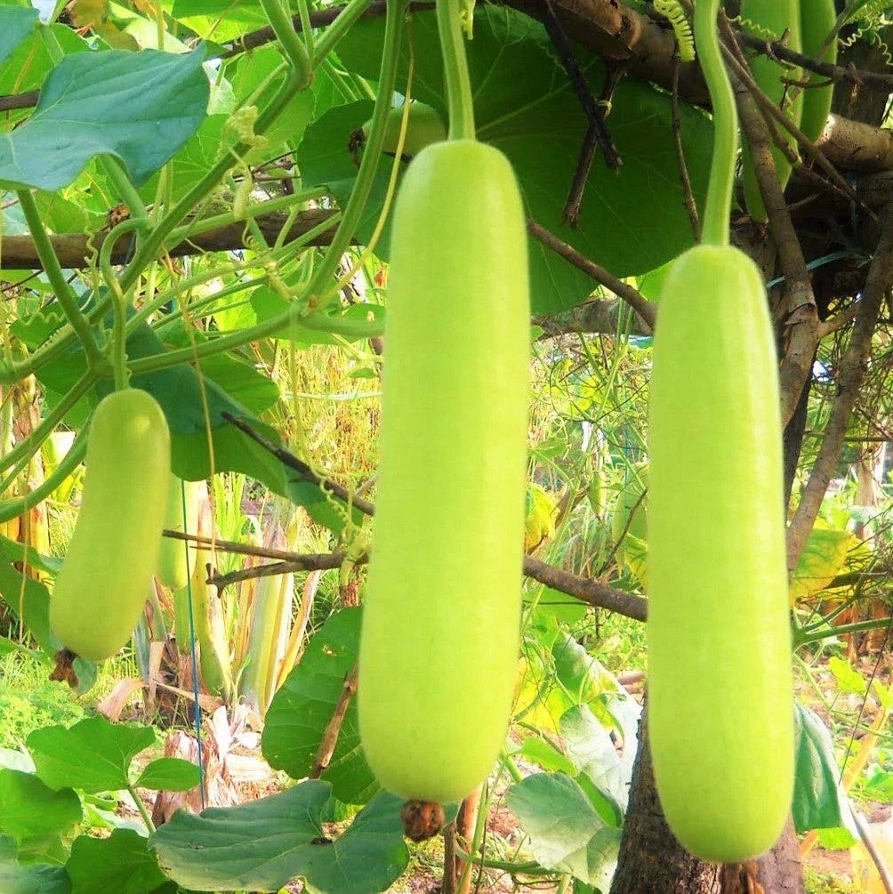 Calabash Bottle Gourd Seeds – Lagenaria siceraria – Long Green Melon for Cooking & Gardening, 50 Seeds Packet