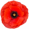 Red Poppy Seeds for Planting - 600 Count - Papaver rhoeas - Vibrant Crimson Flowers for Gardens and Wildflower Beds