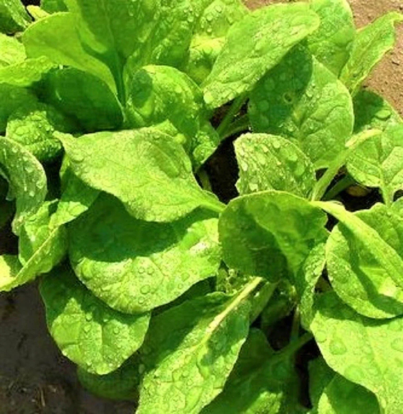 Viroflay Spinach Seeds – Non-GMO Pack of 100+ – Spinacia oleracea – Edible Leaf Vegetable for Home Gardens and Containers
